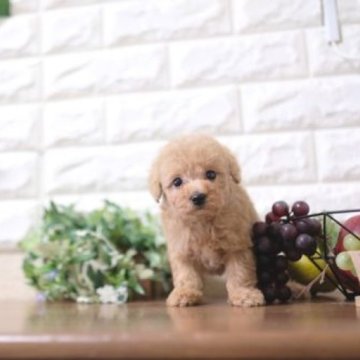 トイプードル(トイ)【滋賀県・女の子・2024年2月6日・アプリコット】の写真「お父さんタイニーサイズの可愛い子犬です」